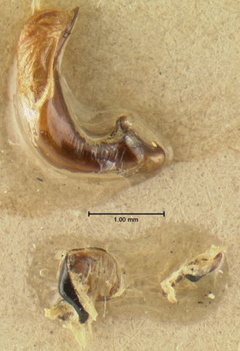Media type: image;   Entomology 33052 Aspect: genitalia
